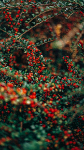 红果绿叶交织的自然美景