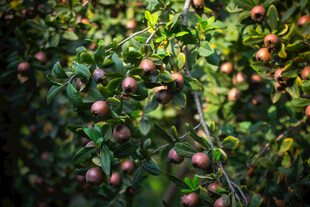 硕果累累的苹果树