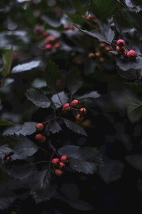 红果绿叶的植物特写