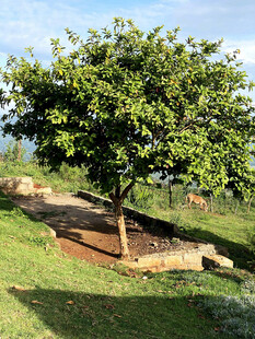 阳光下的繁茂绿树