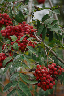 红果满枝的植物景象