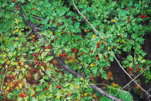 绿叶间的红果景观