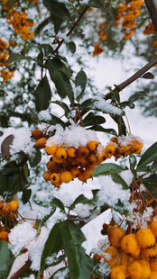 雪覆沙棘果