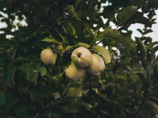 枝头挂着的饱满黄苹果
