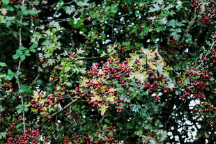 多彩枝叶交织的植物景观