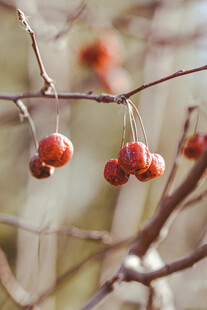 枝头红果
