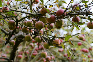 枝头硕果累累的苹果树