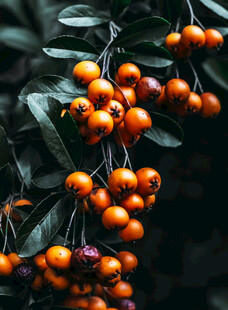 橙红沙棘果挂于绿叶间