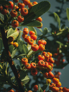 橙红浆果缀于绿叶间