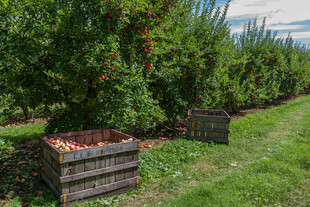 果园中木箱装满丰收果实