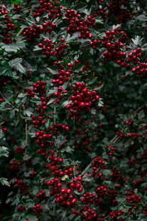 红果满枝的翠绿植物