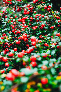 红果绿叶植物特写