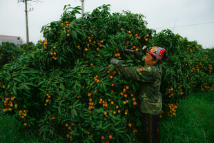 果农采摘树上饱满的果实