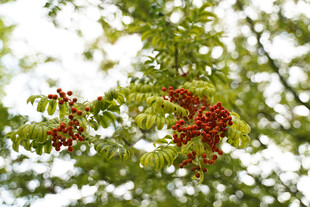 枝头红果与绿叶相映