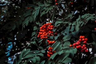 枝头红果绿叶相映成趣