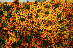 金黄灿烂的繁花景观