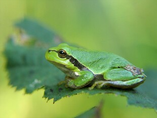 绿叶上的翠绿青蛙