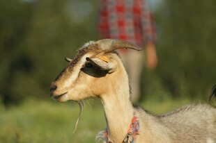 田园中戴项圈的可爱山羊