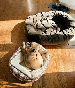 可爱宠物窝中的萌宠