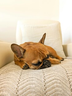 慵懒法斗惬意躺沙发