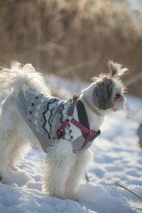 雪地中穿花衣的可爱小狗