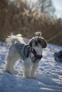 雪地中萌态可掬的宠物犬