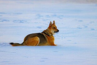 雪地中的孤独德牧