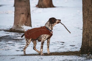 雪地中叼物的帅气猎犬