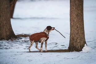 雪地中叼棍的可爱小狗