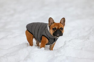 雪地里穿衣服的法国斗牛犬