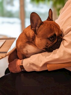 依偎在人怀中的可爱法斗