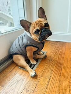 穿着衣服的法斗坐地板上