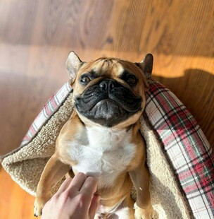 抚摸下惬意的法国斗牛犬