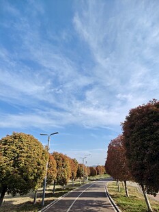 秋日林荫道风景