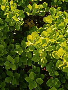 翠绿鲜亮的蓬勃植物