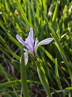 紫色鸢尾花绽放于绿草间
