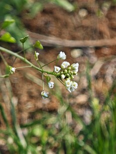 白色小花绽放于草丛间