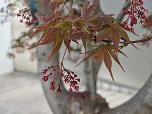 红枫绽放