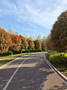 秋日林荫道