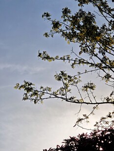 枝头新叶衬蓝天