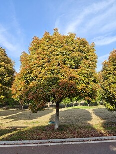 秋日公园斑斓树木美景