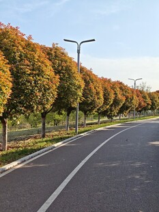 秋日公路旁的斑斓树木
