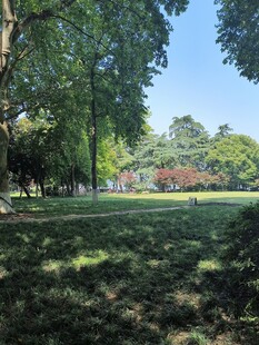 夏日公园绿荫草地景致