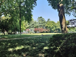 阳光照耀下的静谧林间草地