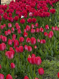 艳丽红郁金香花海