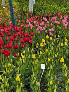 多彩花卉绽放的美丽景致