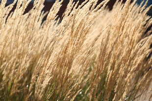 金黄蒲苇随风摇曳