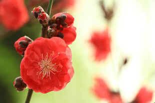 娇艳红梅绽放枝头