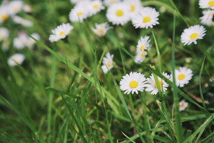 草地上绽放的小白雏菊