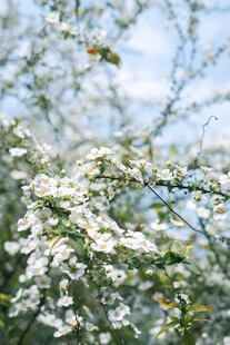 枝头绽放的洁白花朵